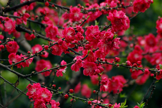 桃花