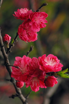 桃花