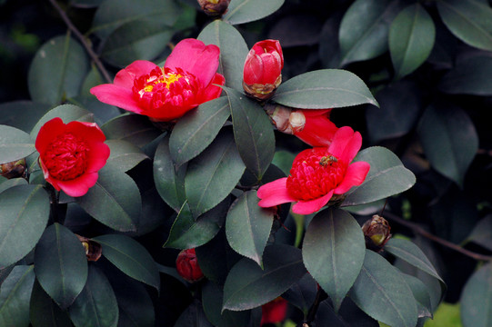 山茶花