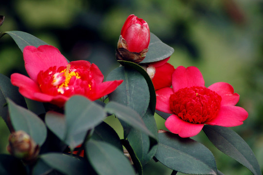 山茶花