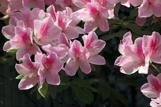 杜鵑花