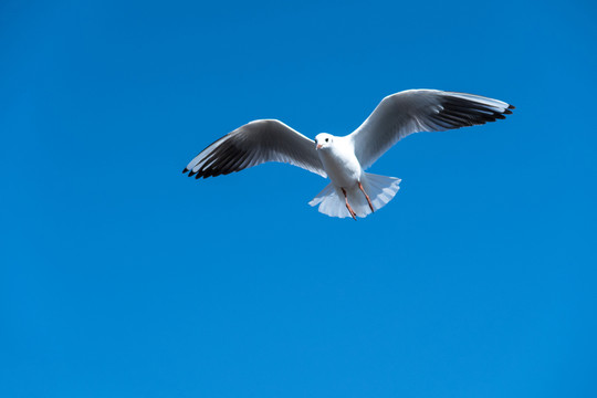 海鷗