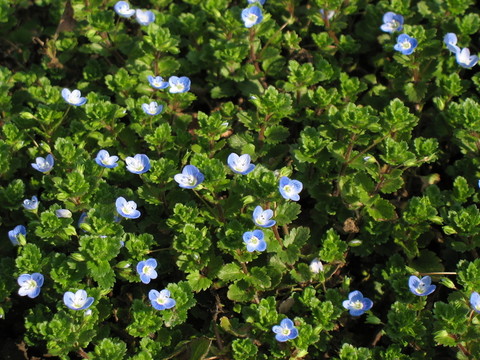 藍花兒