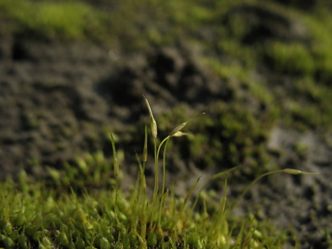 苔蘚