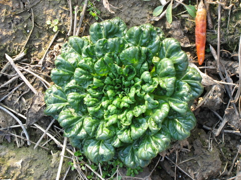蔬菜