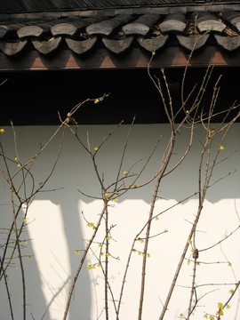 臘梅與白墻