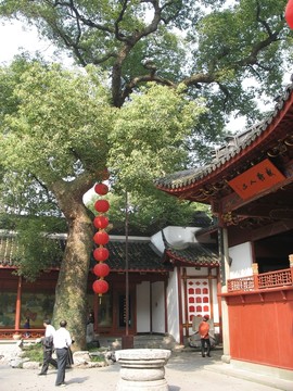 樟樹和燈籠