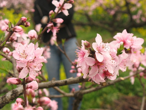 桃花