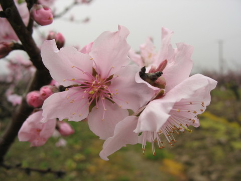 桃花