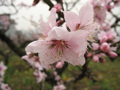 桃花