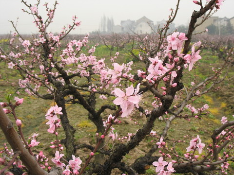 桃花