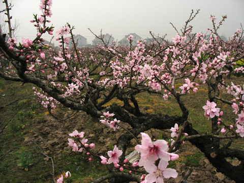 桃花滿枝