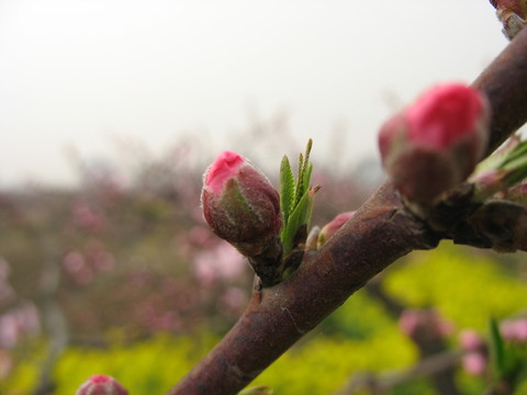桃花花蕾