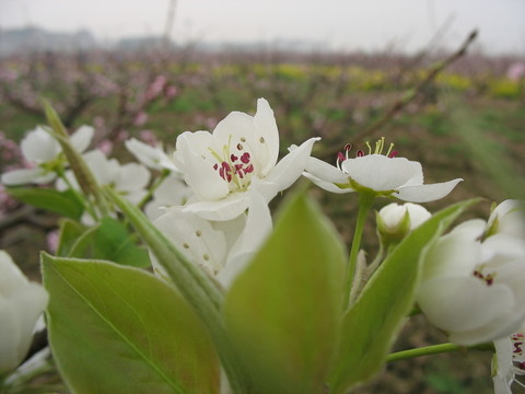 梨花
