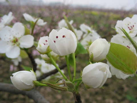梨花
