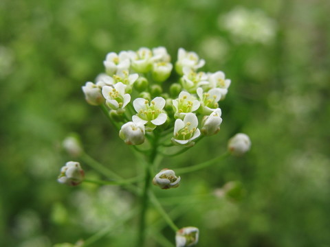薺菜花