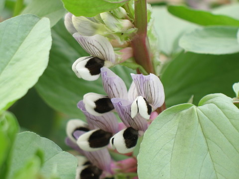 蠶豆花