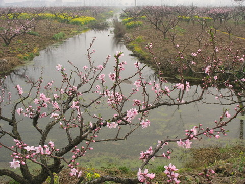 小河與桃花