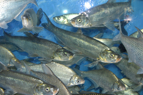 翹嘴魚