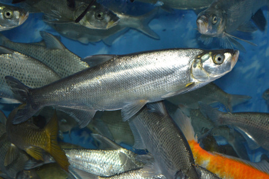 禾順魚(yú)