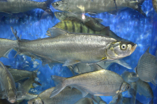 白魚