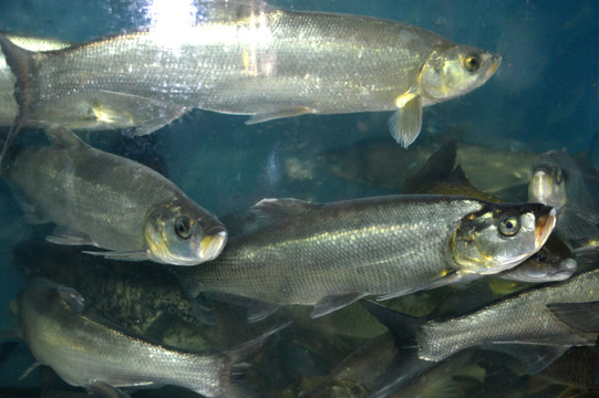 白鰷魚