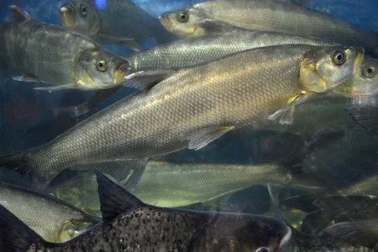 禾順魚