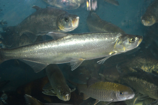 刁子魚