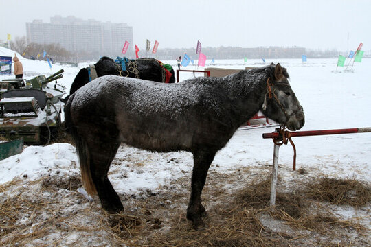 冰雪 草原 駿馬 馬 游樂場(chǎng)