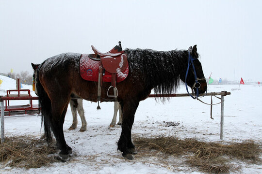 冰雪 草原 駿馬 馬 游樂場