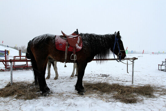 冰雪 草原 駿馬 馬 游樂場
