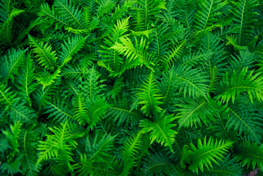 室外植物墻