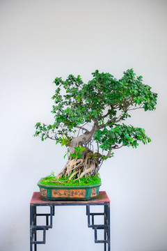 盆景樹