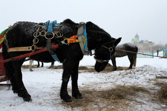 冰雪 草原 駿馬 馬 游樂場