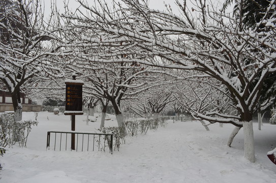 櫻林雪景