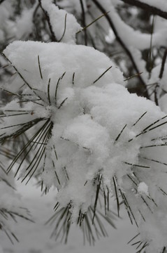 積雪松針