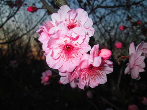 花卉