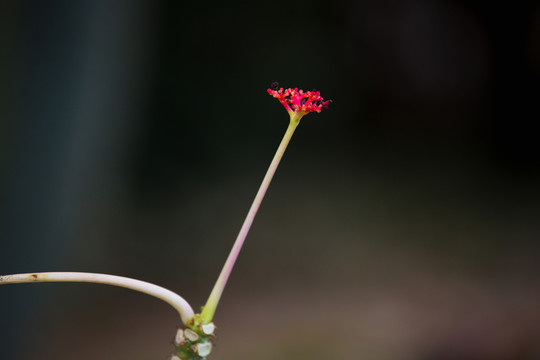 花草小品