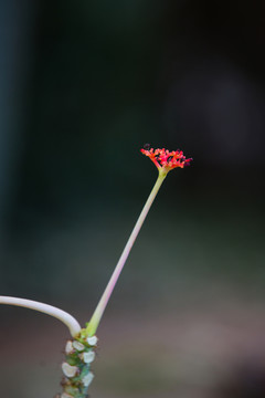 小品植物