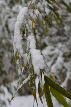 積雪竹葉