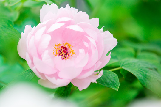 牡丹花
