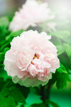 牡丹花