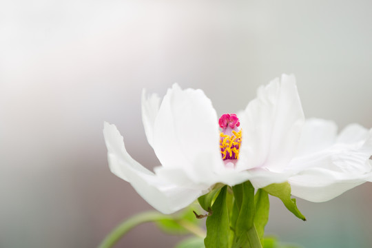 牡丹花