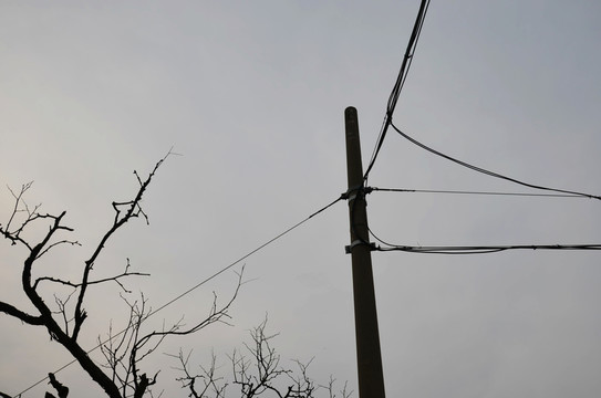 電線和枯樹枝
