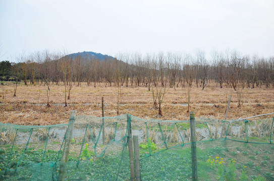 三山島農(nóng)家風(fēng)光