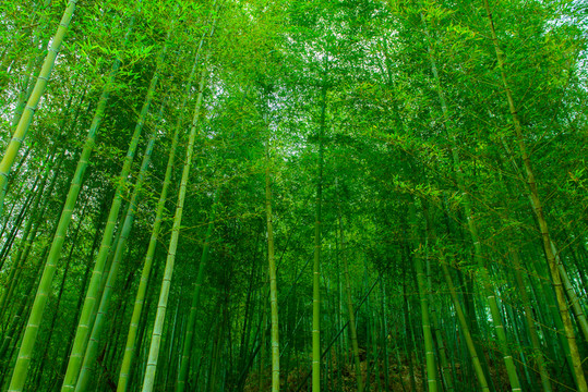 青竹林
