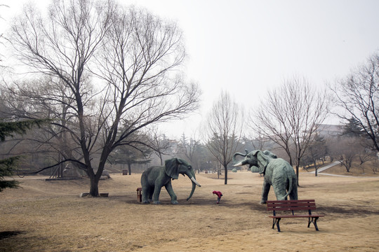 公園大象