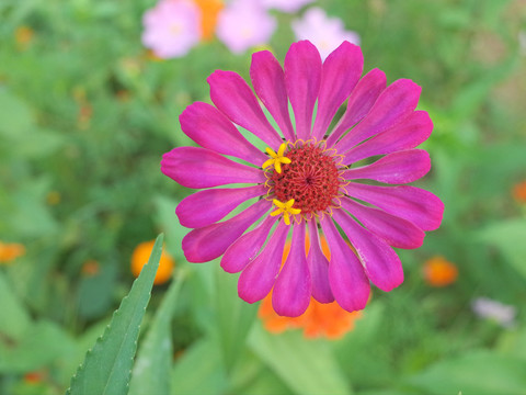 一朵格桑花