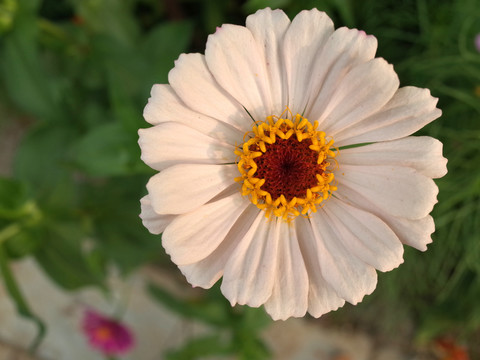 格桑花