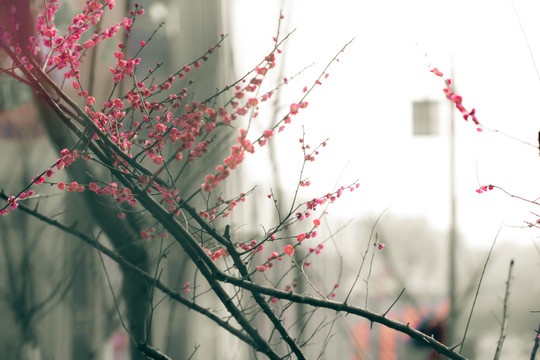 紅梅